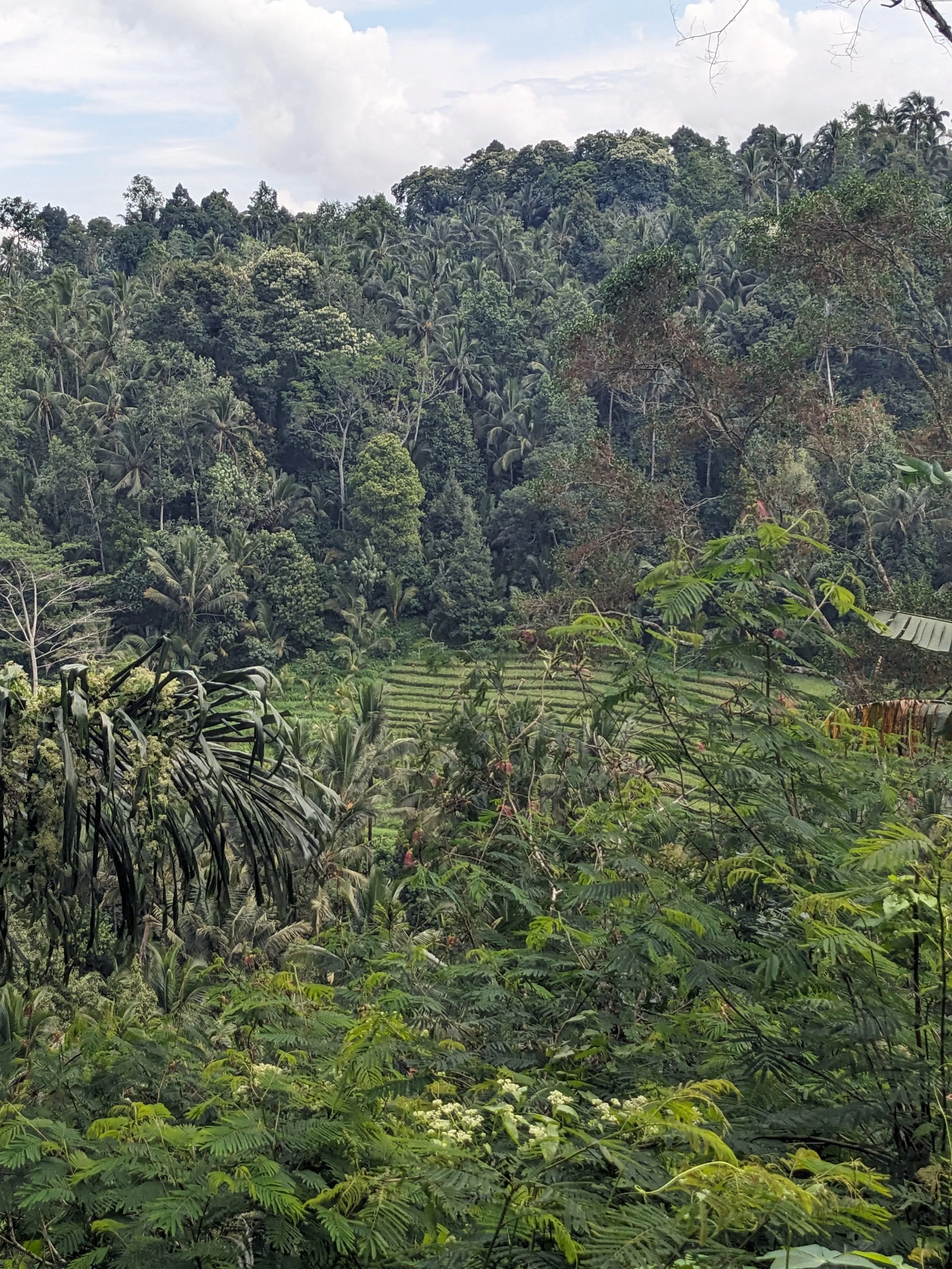 Trekking the rainforest in Bali — Migle's experiences. Uniquely human.