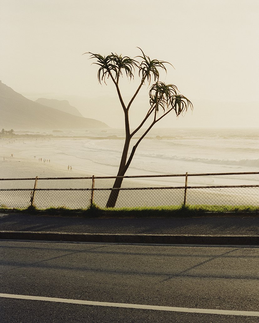 Sunset Tree - 61x76cm (80x100lijst) kopie.jpg