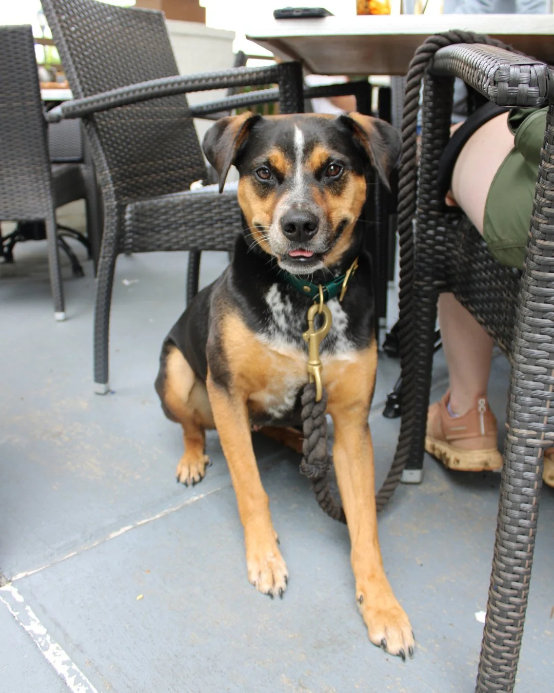 The best patio guests have four legs. 🐾