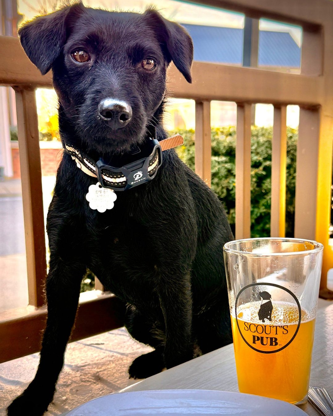 Spring has officially sprung! 🌷 We can&rsquo;t wait to welcome you and your pups to the patio at Scout&rsquo;s. They&rsquo;ll love our Good Dog Menu while you sip on a cold drink.