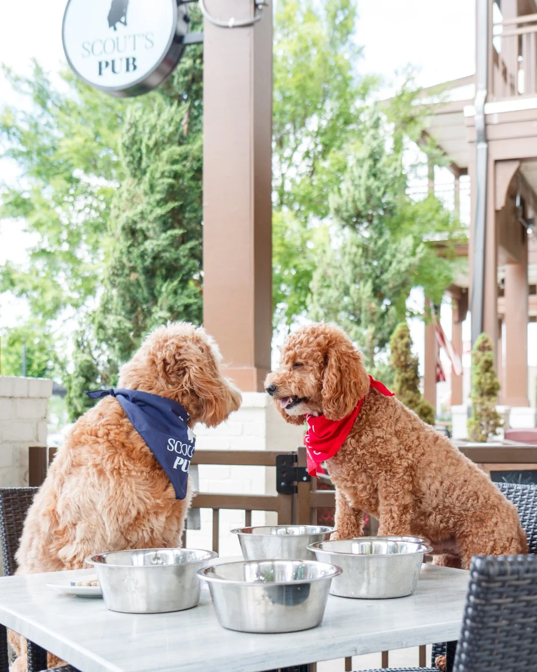 We don't play favorites, but patio pups are pretty high on the list. 🐶⁠
⁠
Bring you four-legged best friend and join us on our dog-friendly patio!