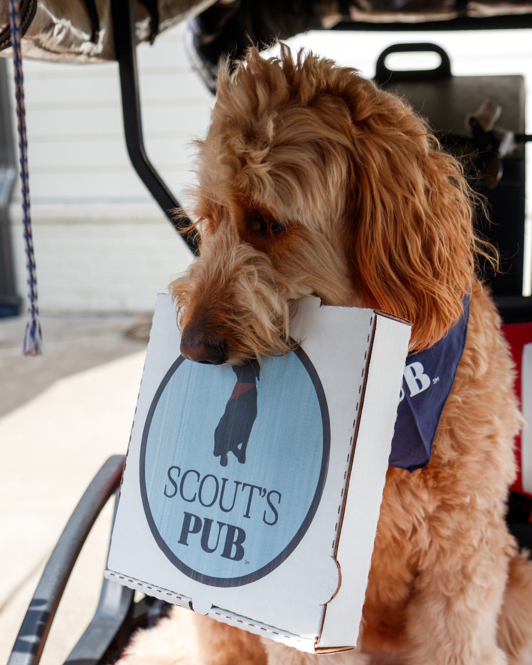 Proof that everyone in the family loves Scout's takeout. 🐾⁠
⁠
Order online, pick up on your schedule and enjoy Scout's wherever the day takes you.