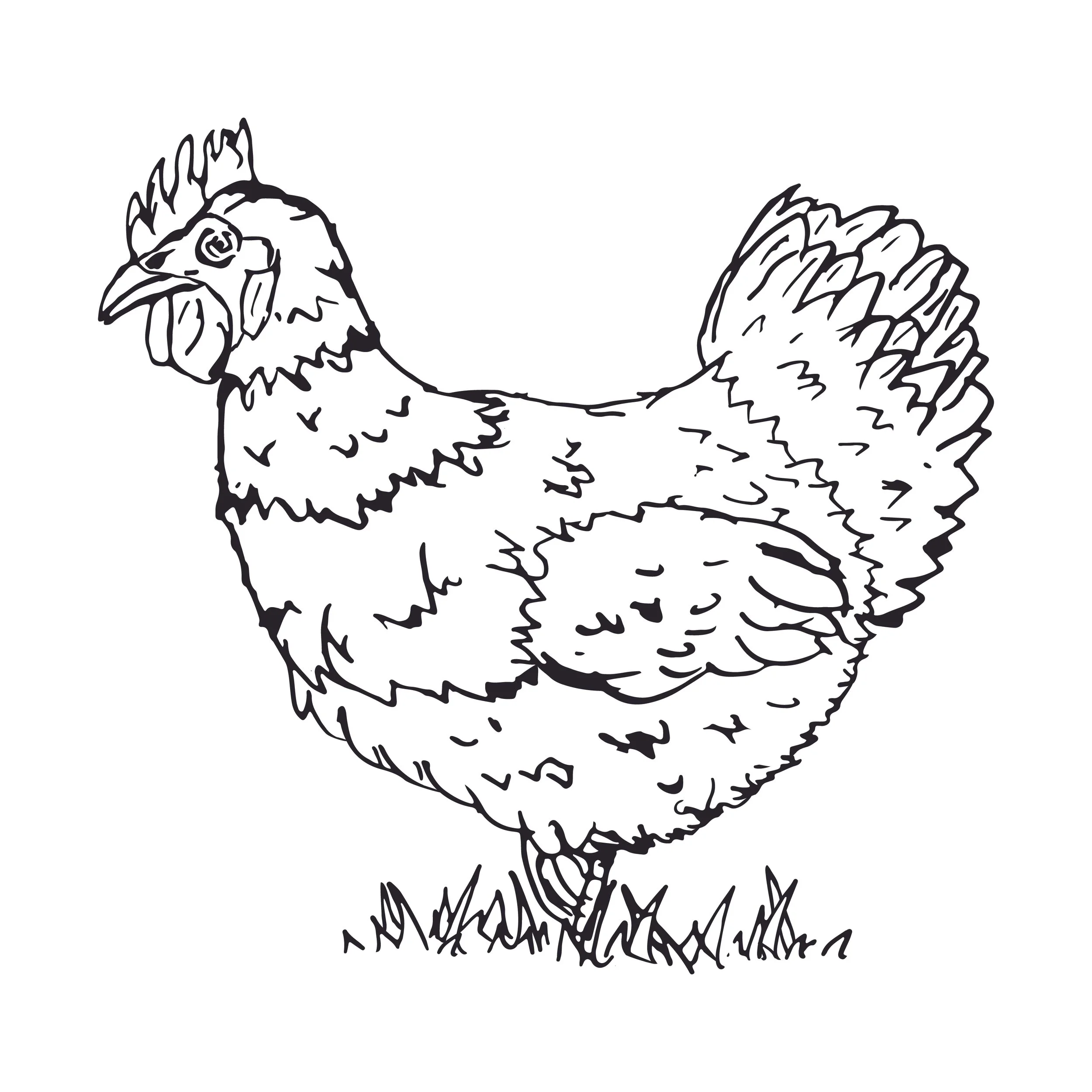 chicken in black outline-01.jpg