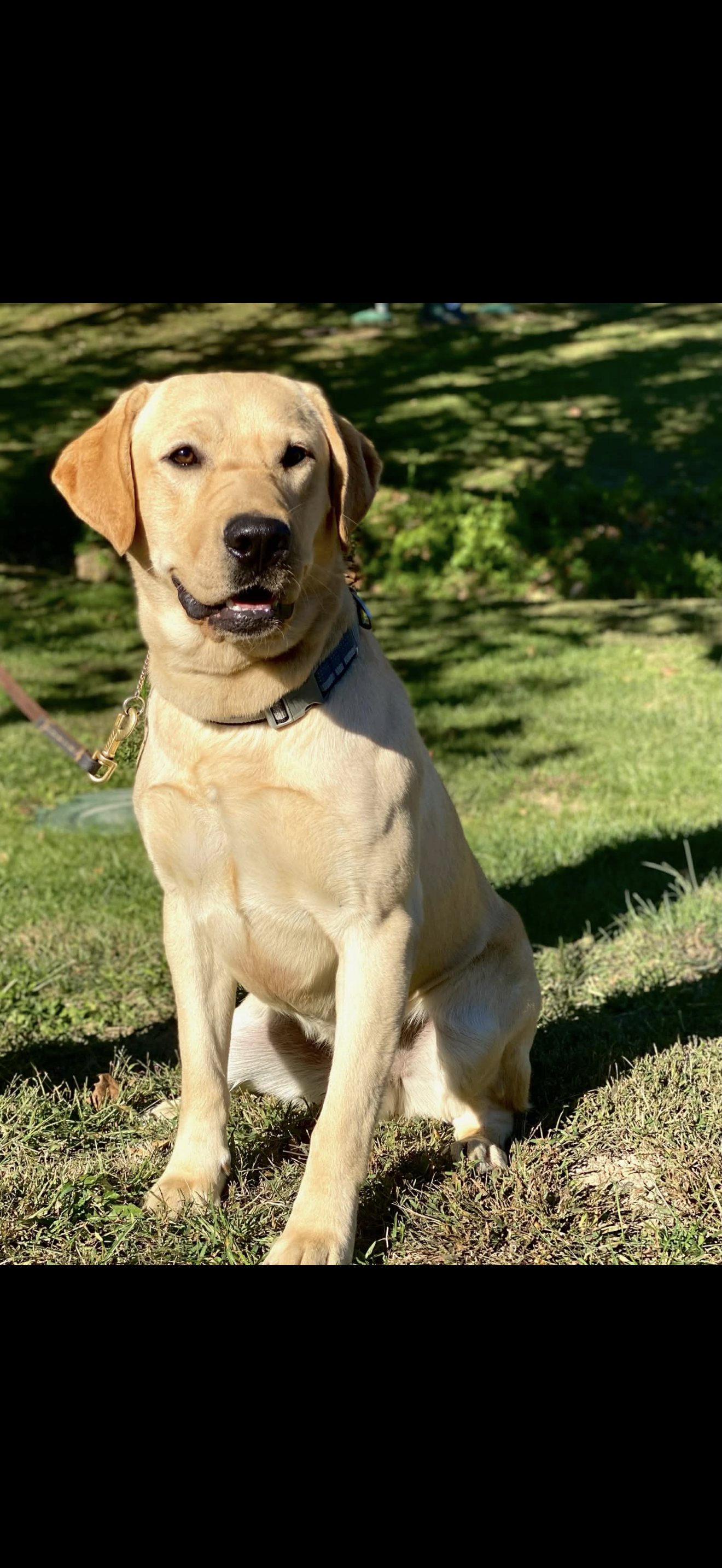 A young yellow Labrador Retriever puppy sitting on grass in a park with sunlight and trees in the background.