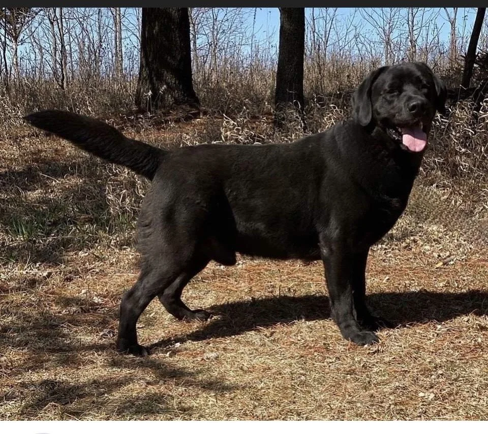 Royal Side view.jpeg