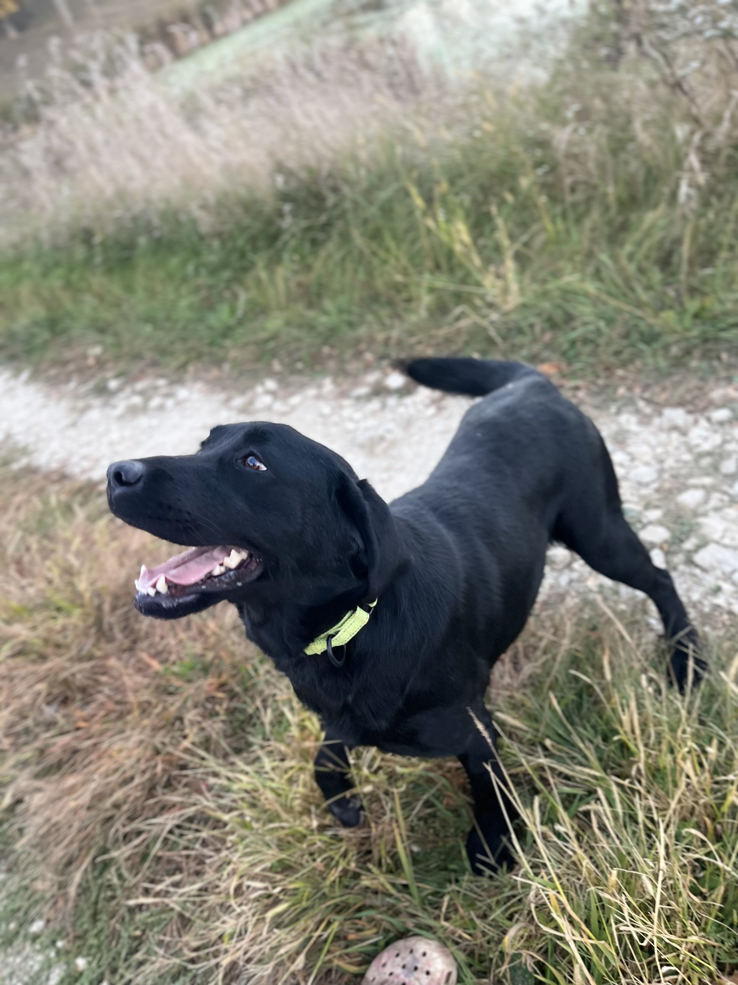 Duchess — RidgeView Labradors