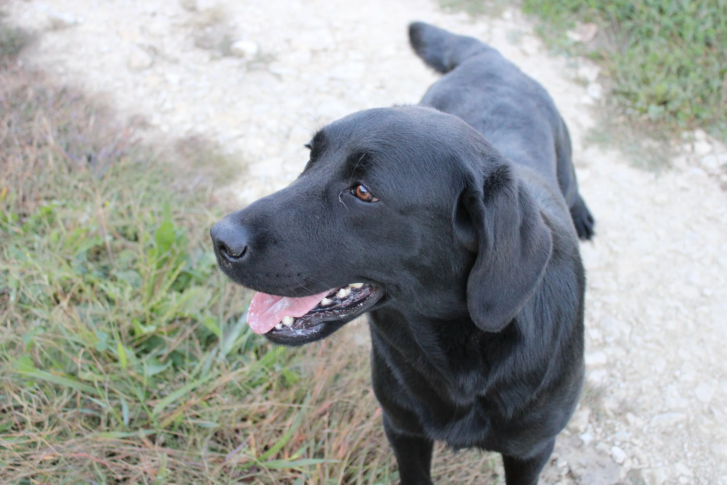 Duchess — RidgeView Labradors
