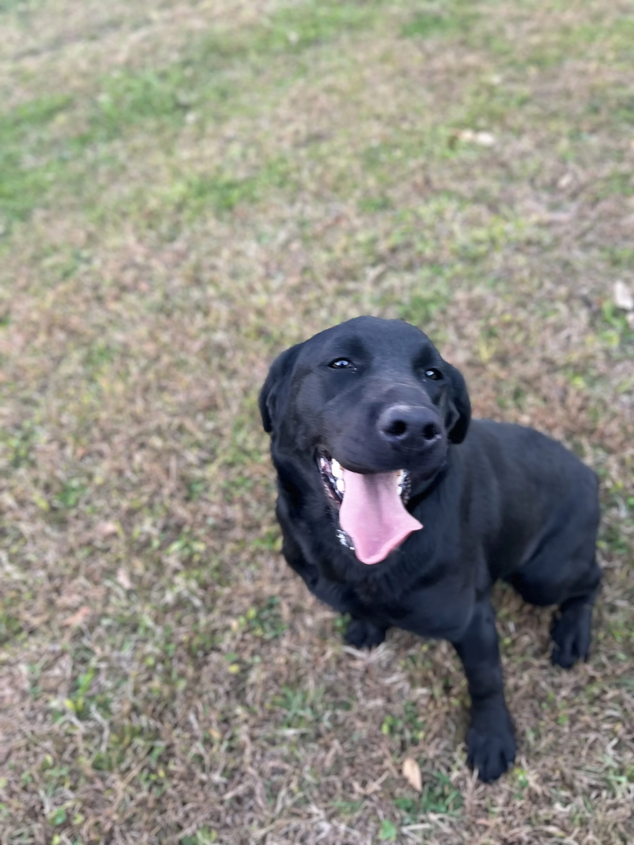 Duchess — RidgeView Labradors