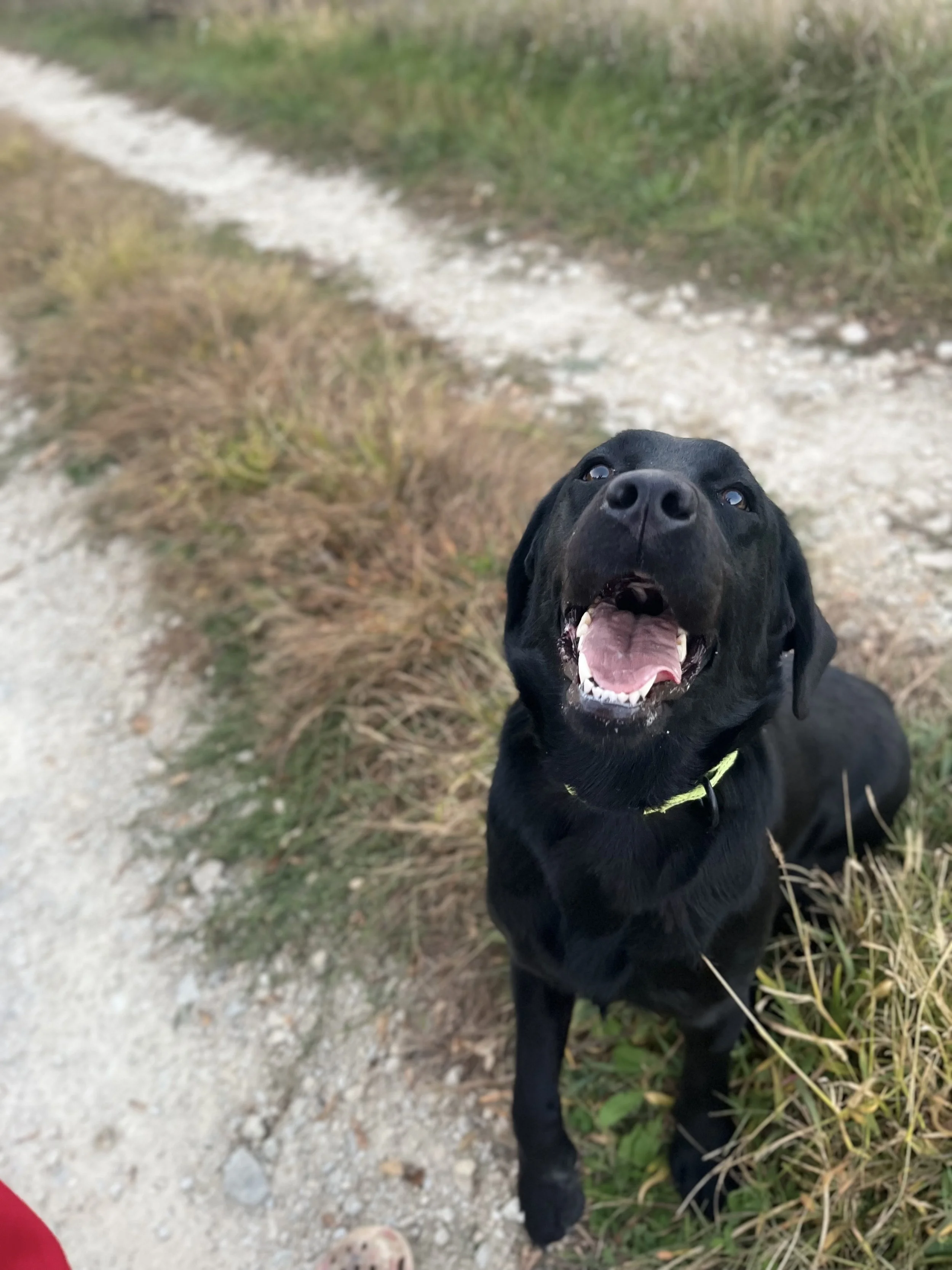 Duchess — RidgeView Labradors