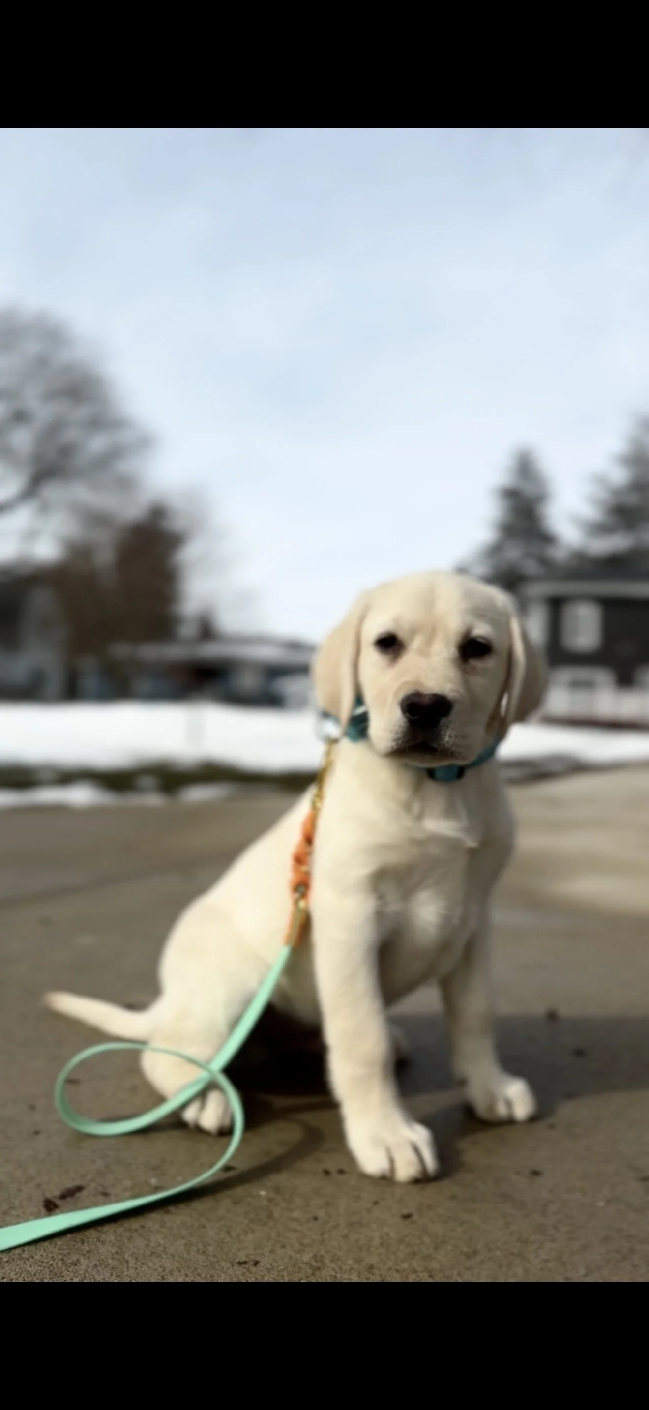 A young yellow Labrador puppy sitting on a paved surface outdoors with houses, trees, and snow in the background.