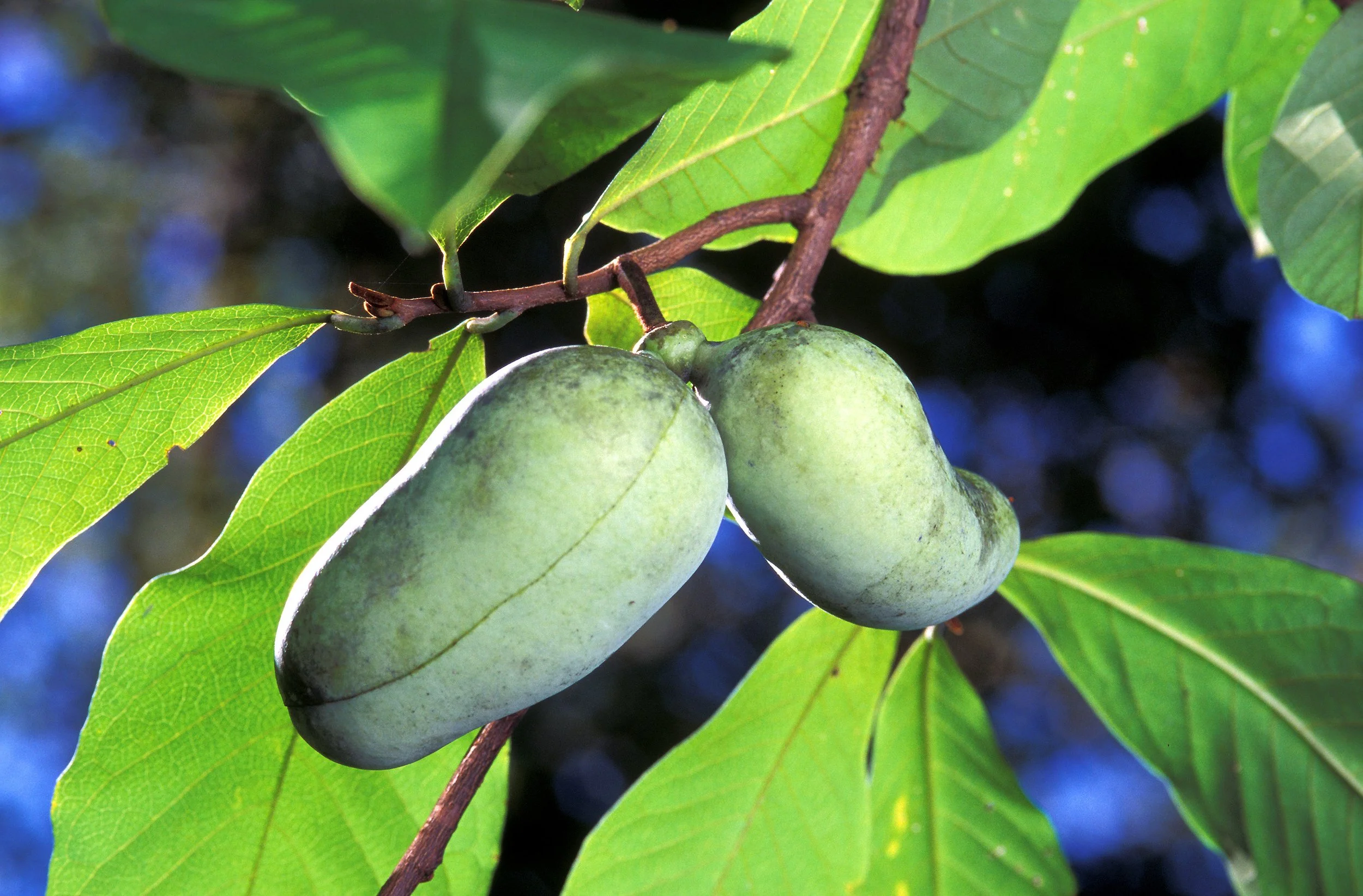 Big paw paw fruit