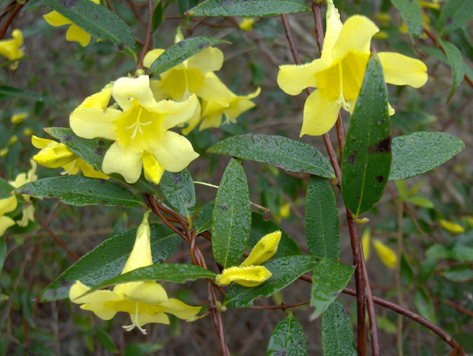 Carolina Jessamine