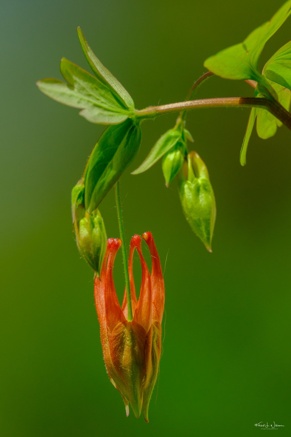 Eastern Columbine