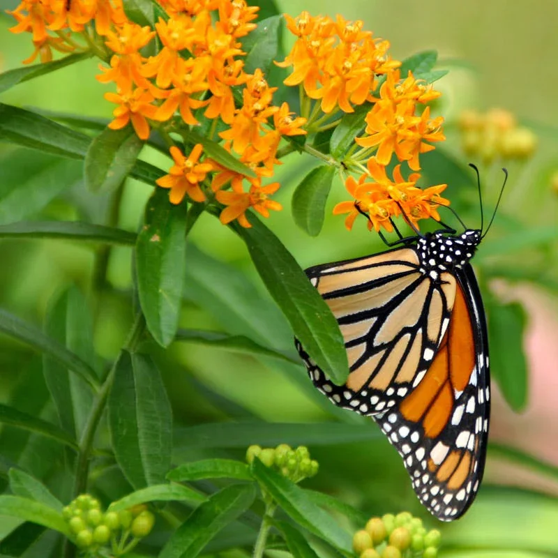 Butterfly Weed (The Monarch Magnet)