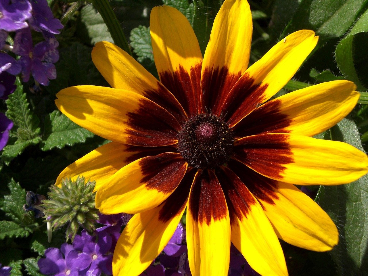 Black-Eyed Susan