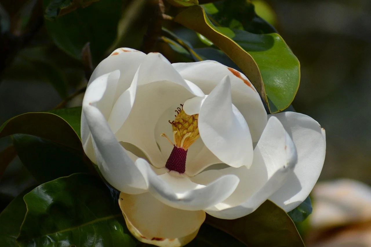 Southern Magnolia