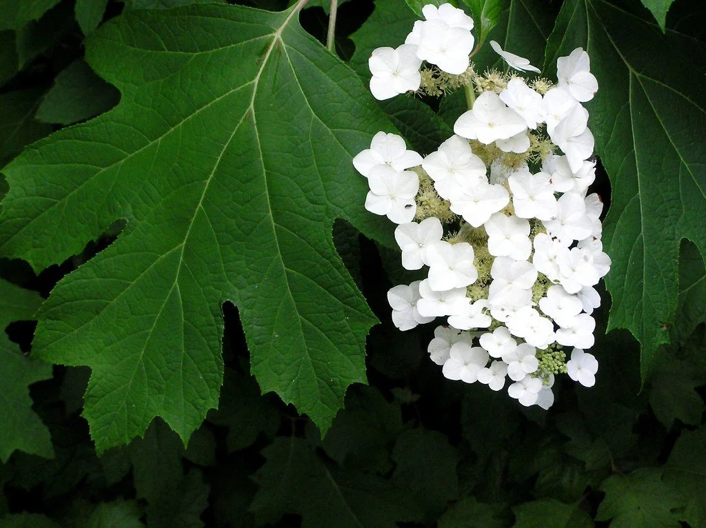 Oakleaf Hydrangea