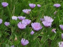 Stoke's Aster