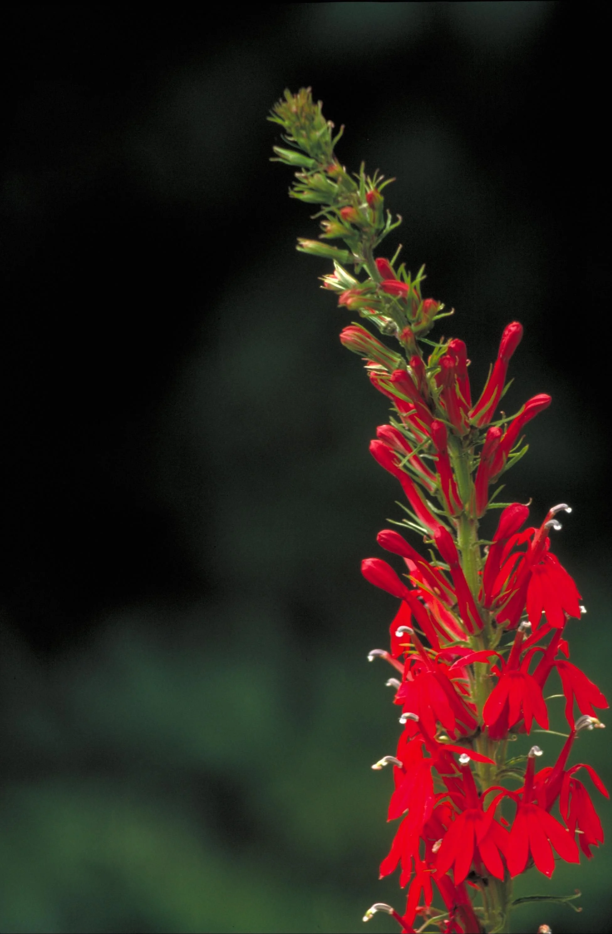 Cardinal Flower