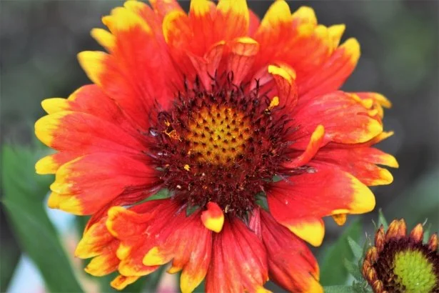 Blanket Flower