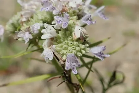 Slender Mountain Mist