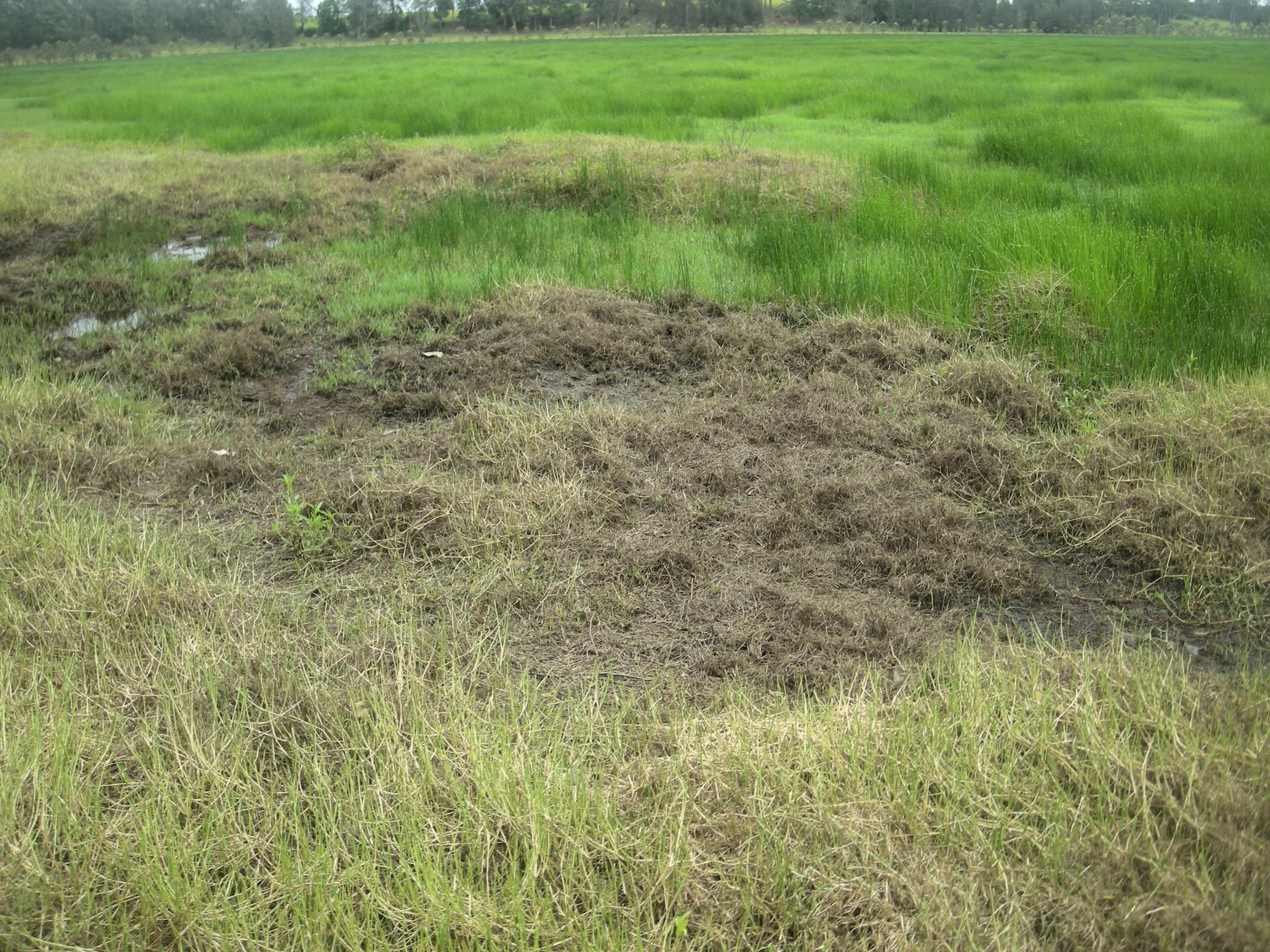 Alabama Lawn Care 2026: Drought Tips &amp; Alternatives