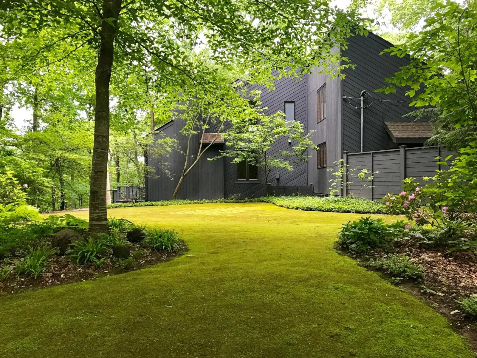 Moss, a perfect native lawn option