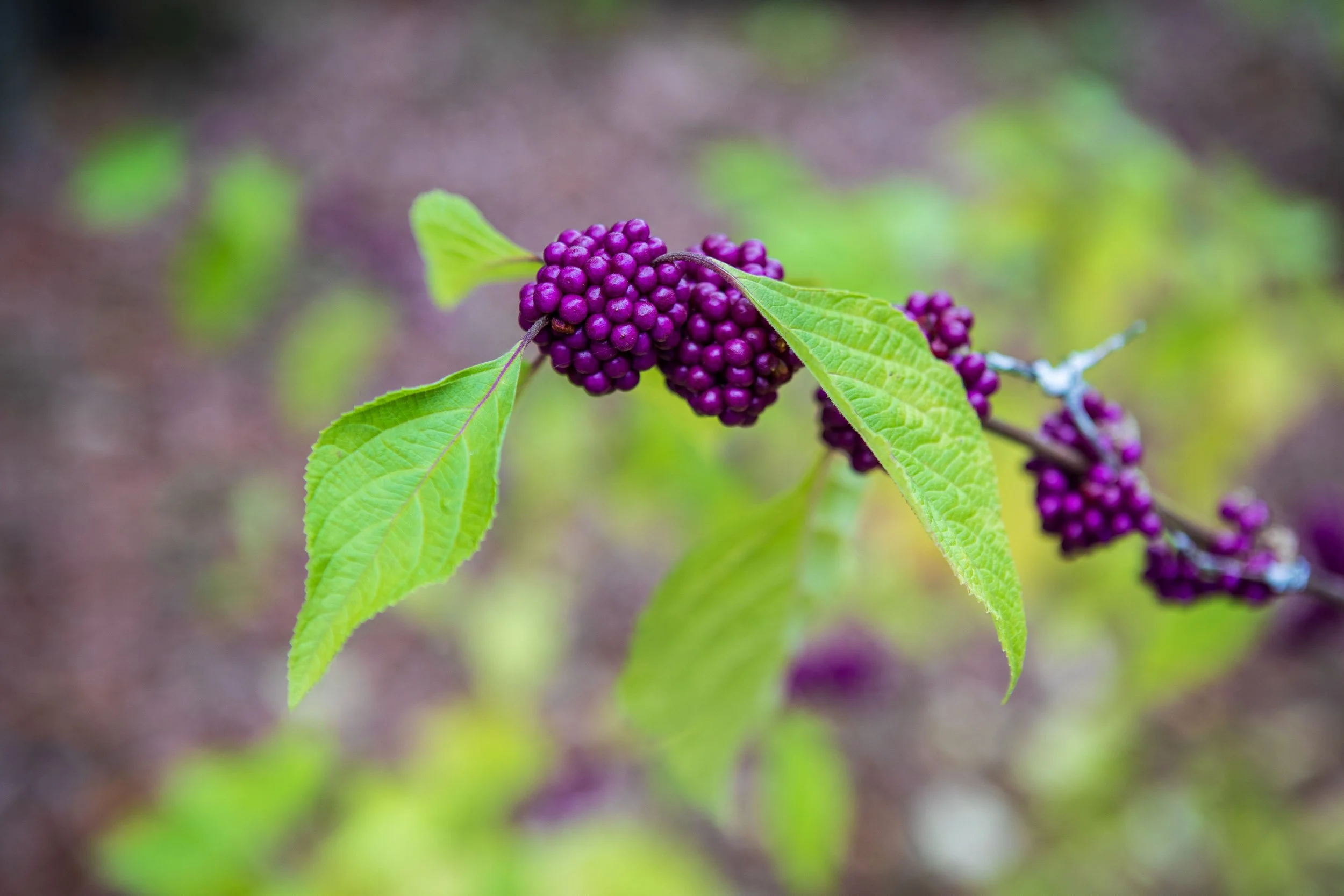American beautyberry branch with clusters of purple berries ringing the stem