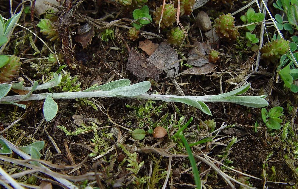 For a unique look, use Antennaria as your lawn turf alternative