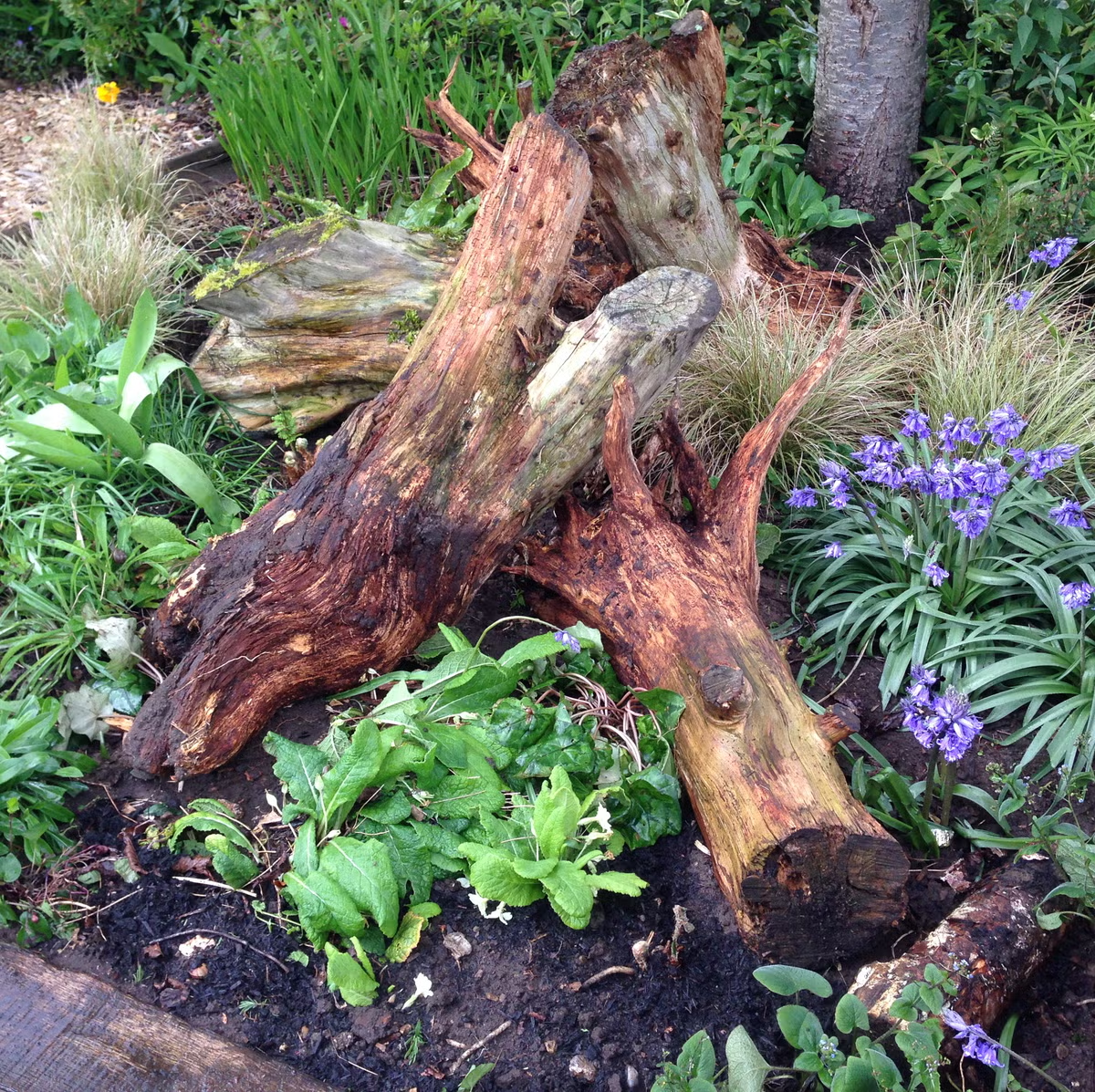 Stumps helping to focus the landscape design