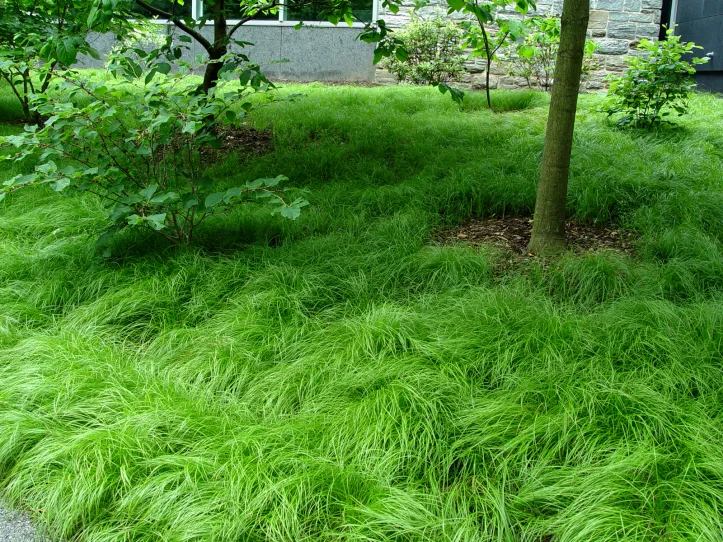 Green mulch landscaping