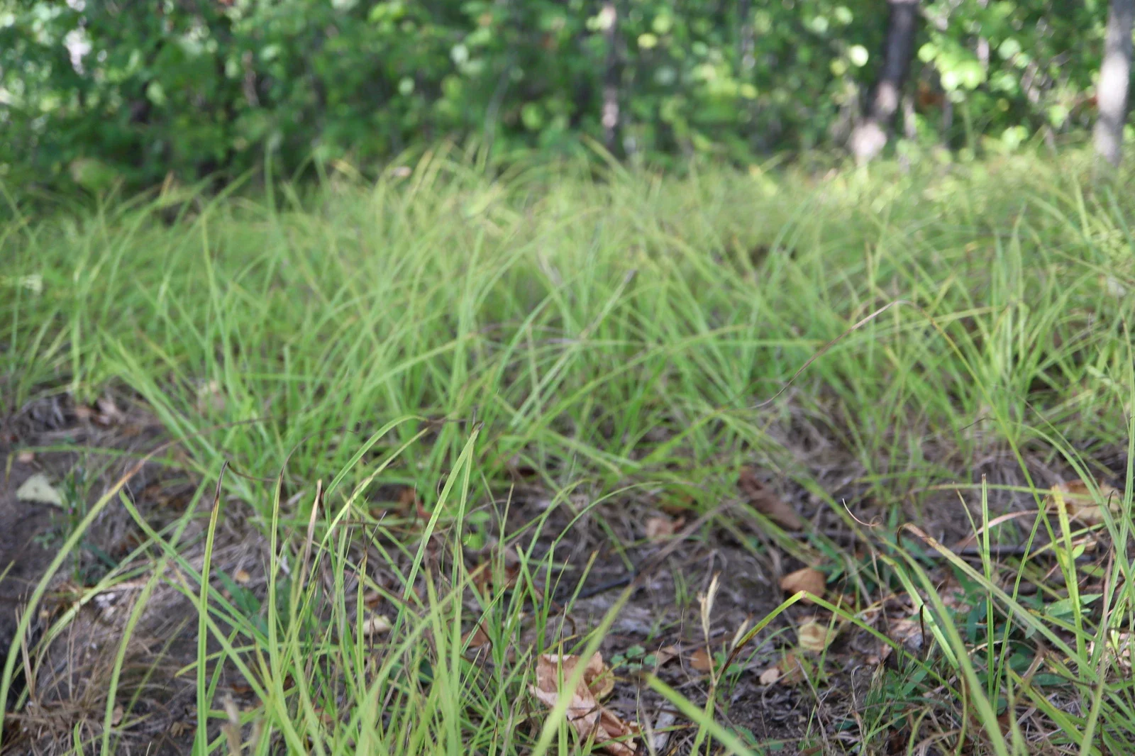 Pennsylvania Sedge looking healthy despite Alabama drought conditions