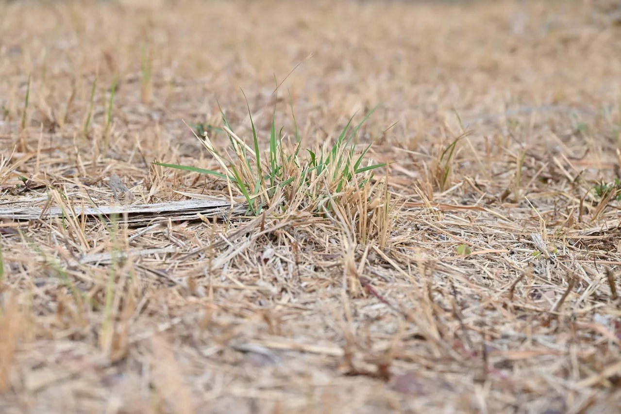Alabama lawn suffering from drought