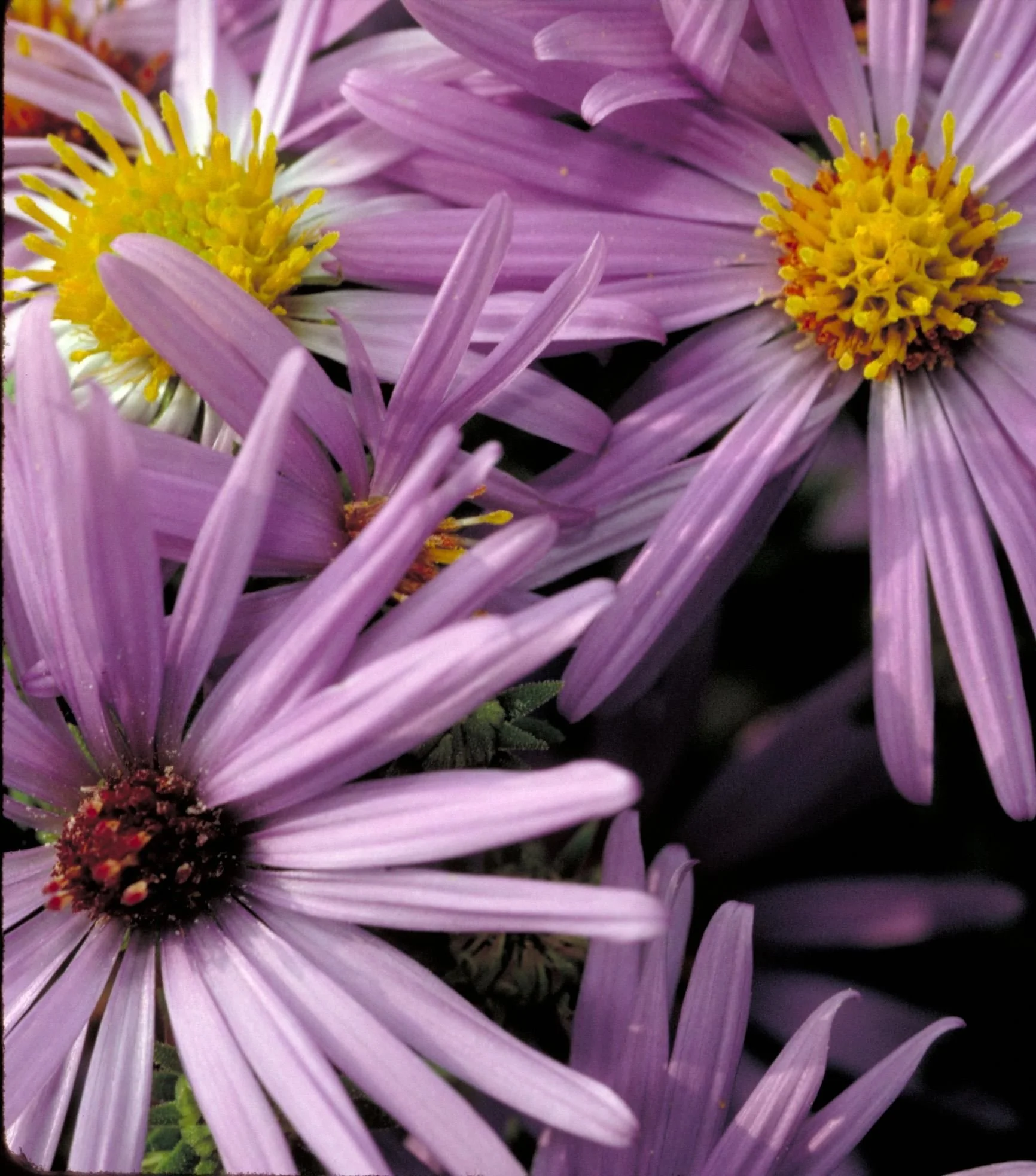Close-up of lavender aromatic aster flowers with yellow centers