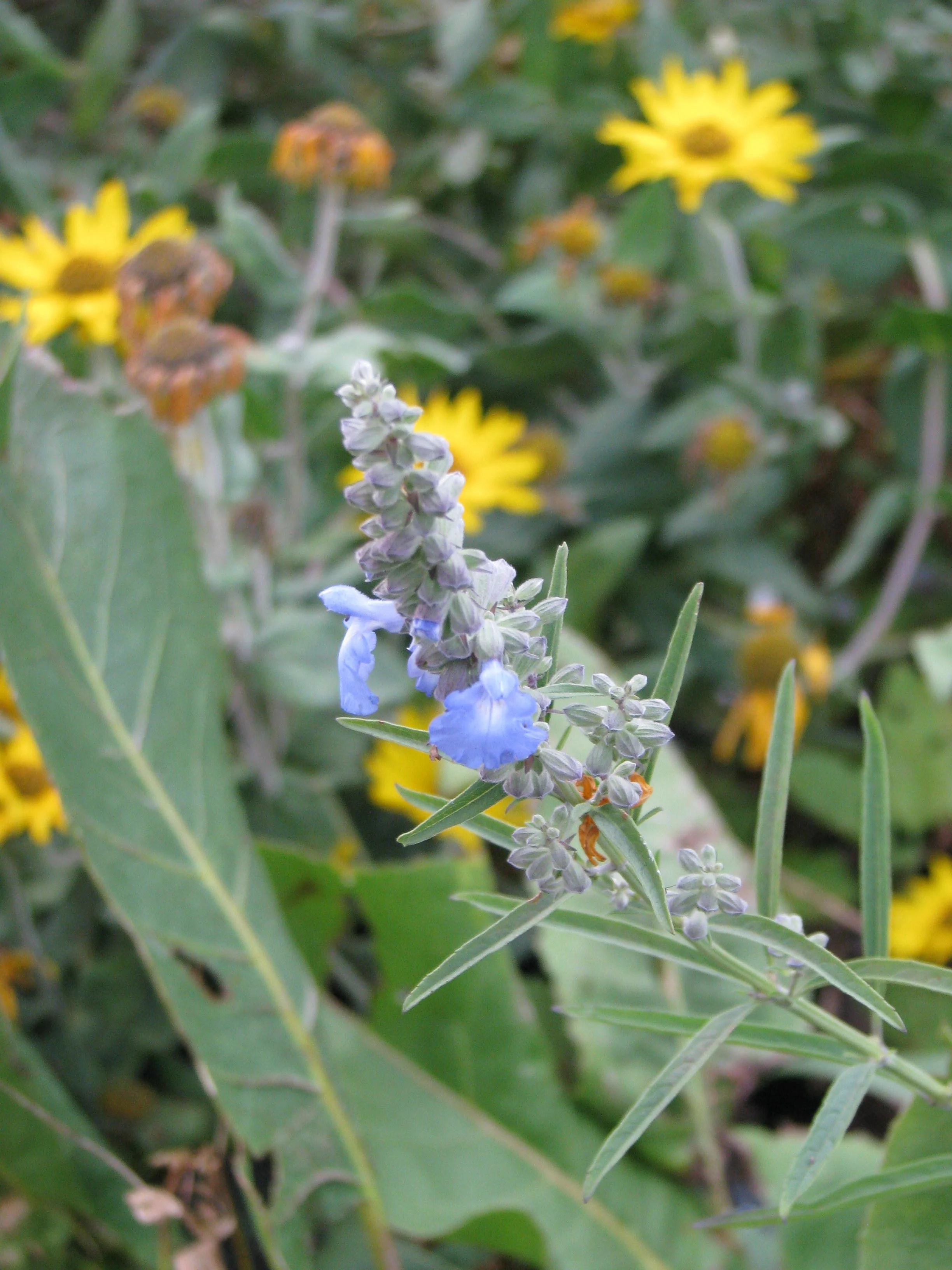 Sky-blue flowers of native blue sage (Salvia azurea) with narrow leaves