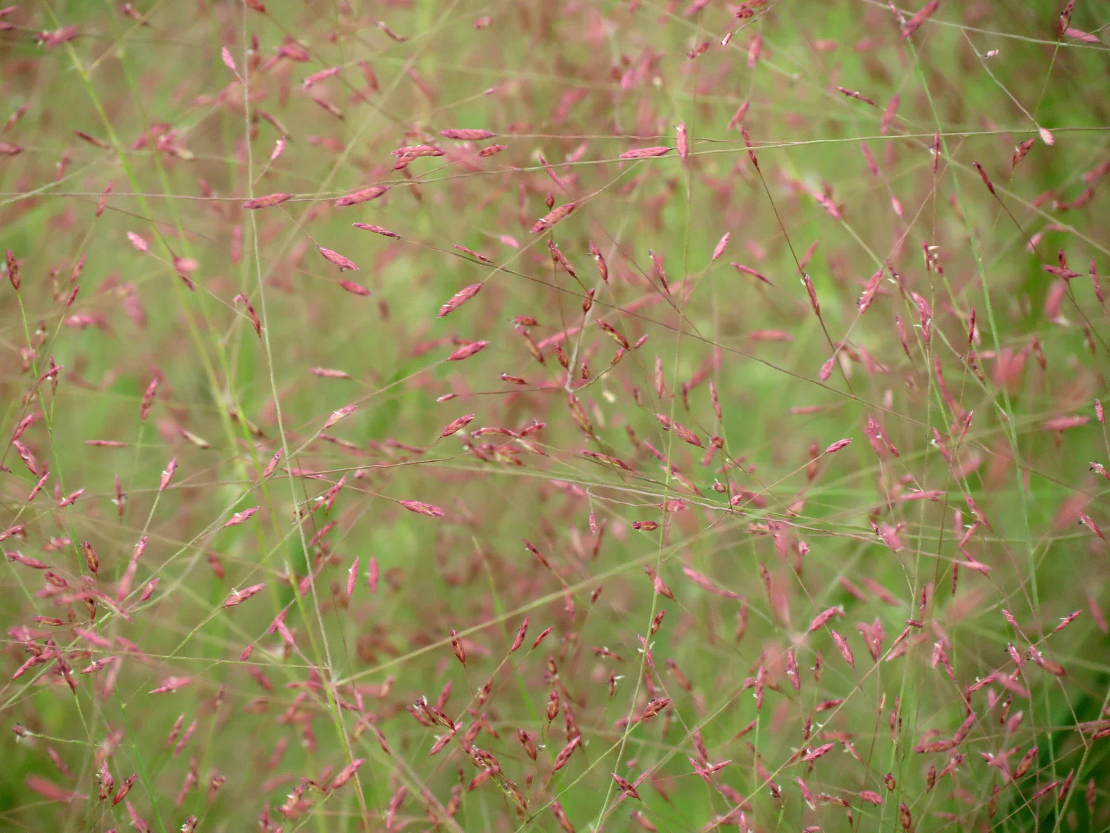 Turn your Alabama lawn into an airy meadow with Purple Lovegrass