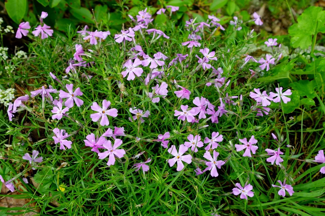 Creeping Phlox can cover a lawn with beautiful, endless purple flowers