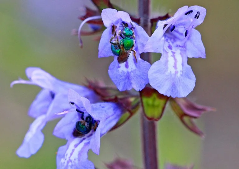 Make your Alabama lawn pop with Lyreleaf Sage
