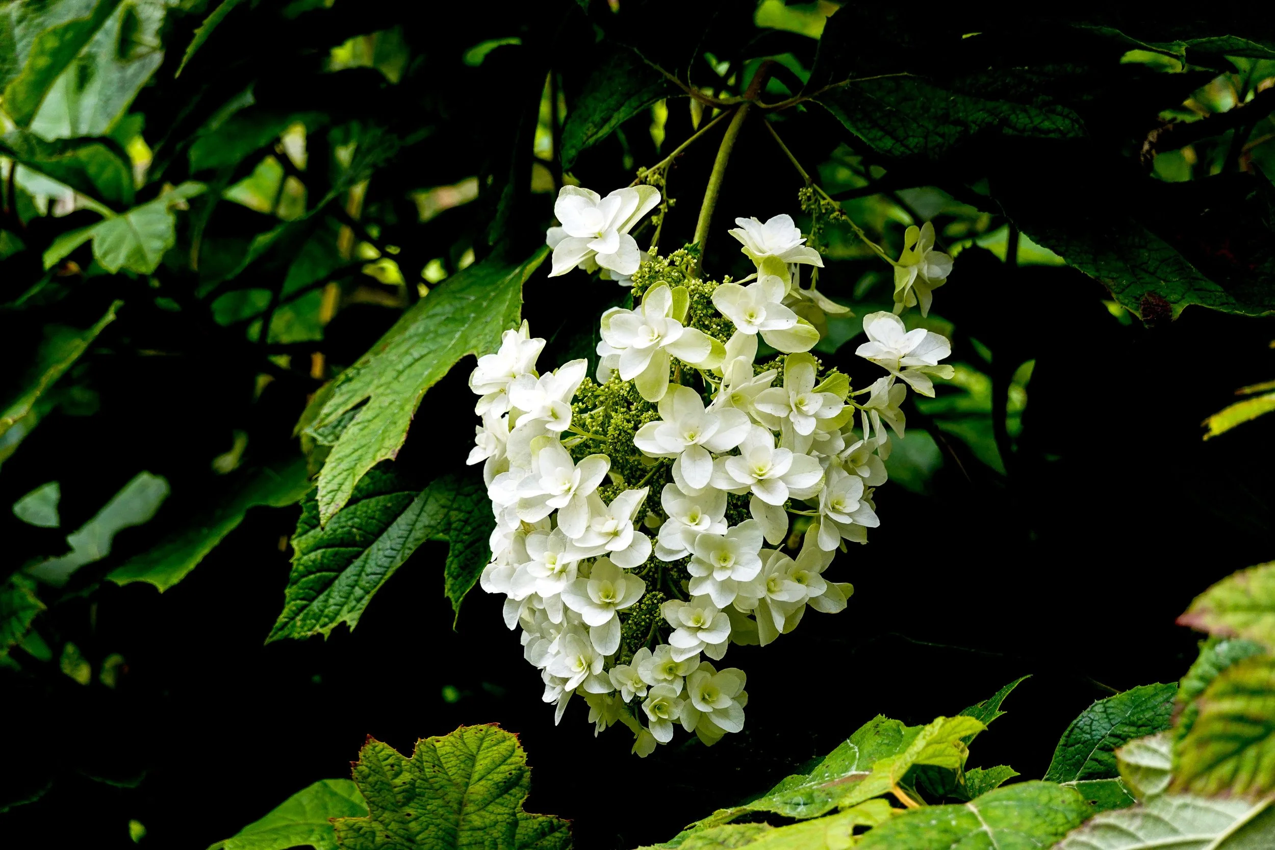 White oakleaf hydrangea bloom among large oak-shaped leaves