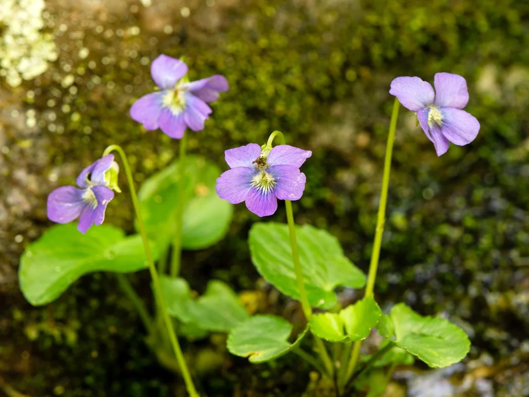 Blue Violets, surprising but effective choice for Alabama lawns
