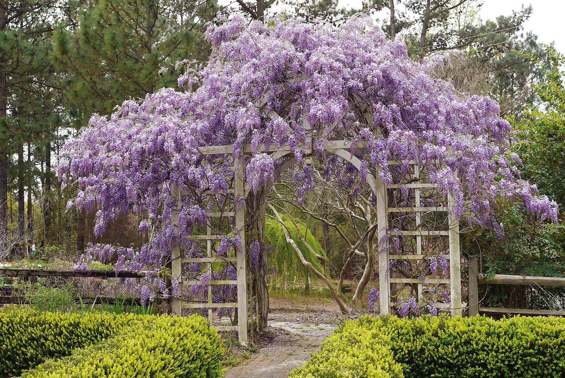 American wisteria BHAG