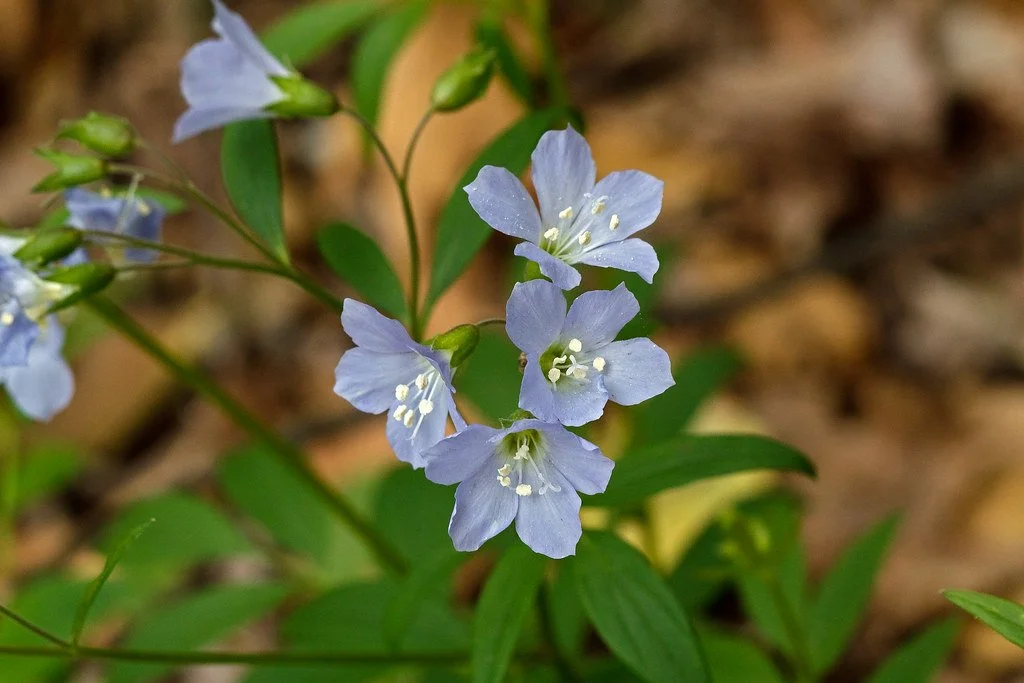 Jacob's Ladder blooming in the wild