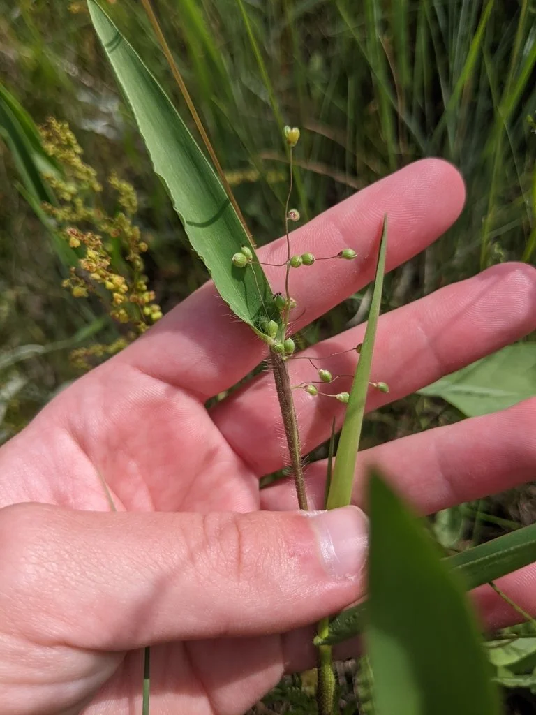 A lesser-known plant great for a landscape turf replacement