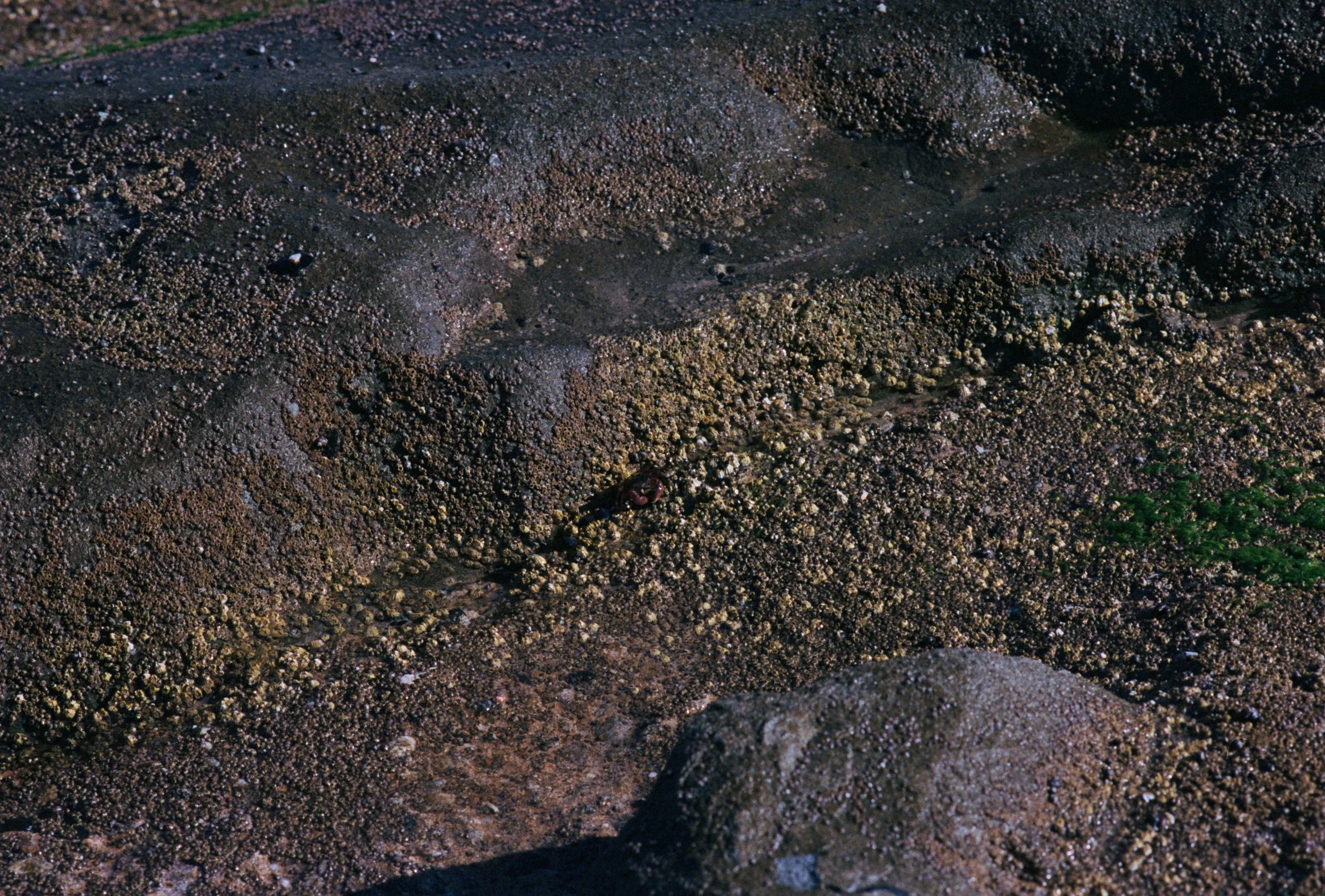 FE073_Kodak-p400_0004.jpeg