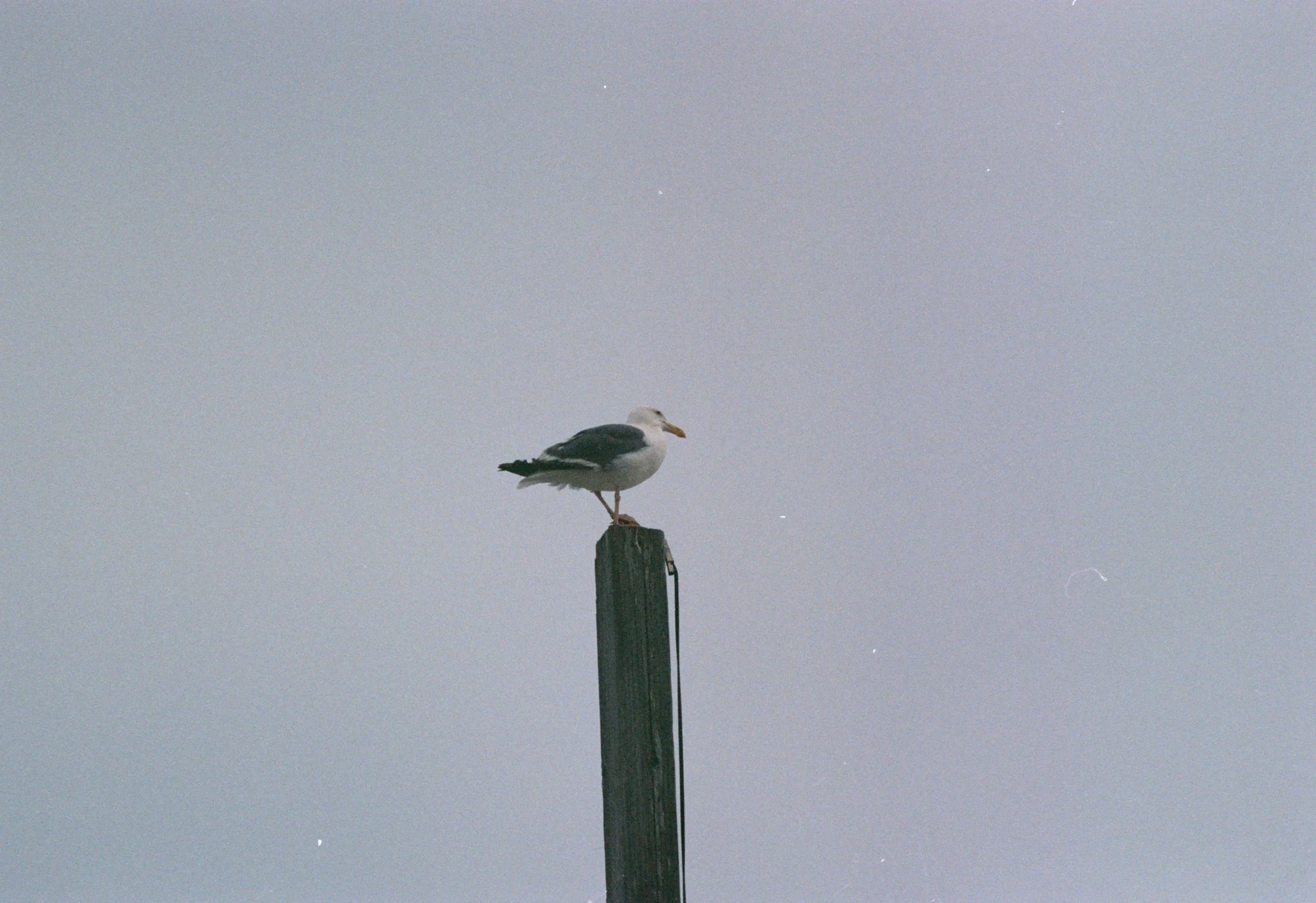FE068_Kodak-p400_0036_edit.jpeg