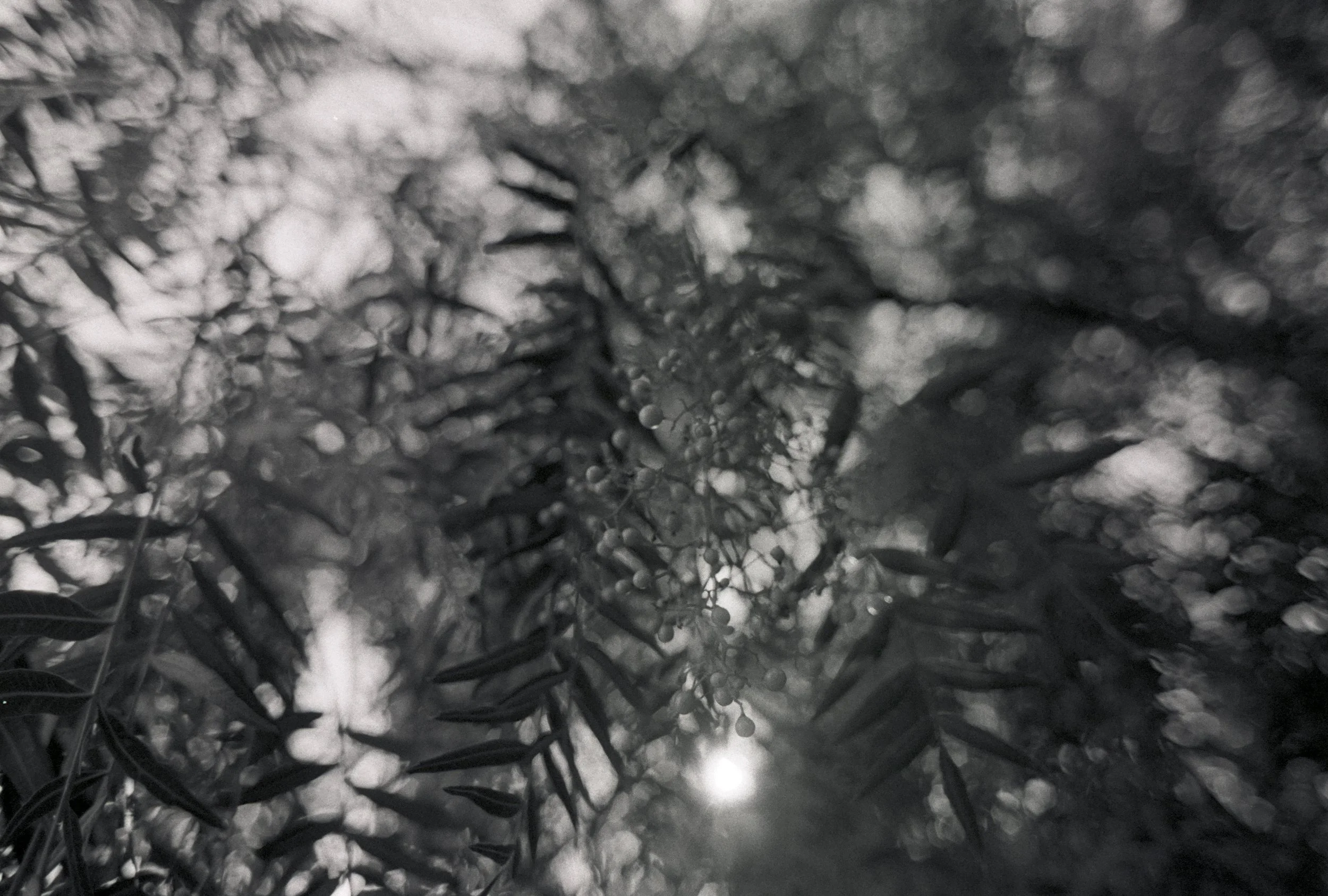 FE066_Kodak-tx400_0003.jpeg