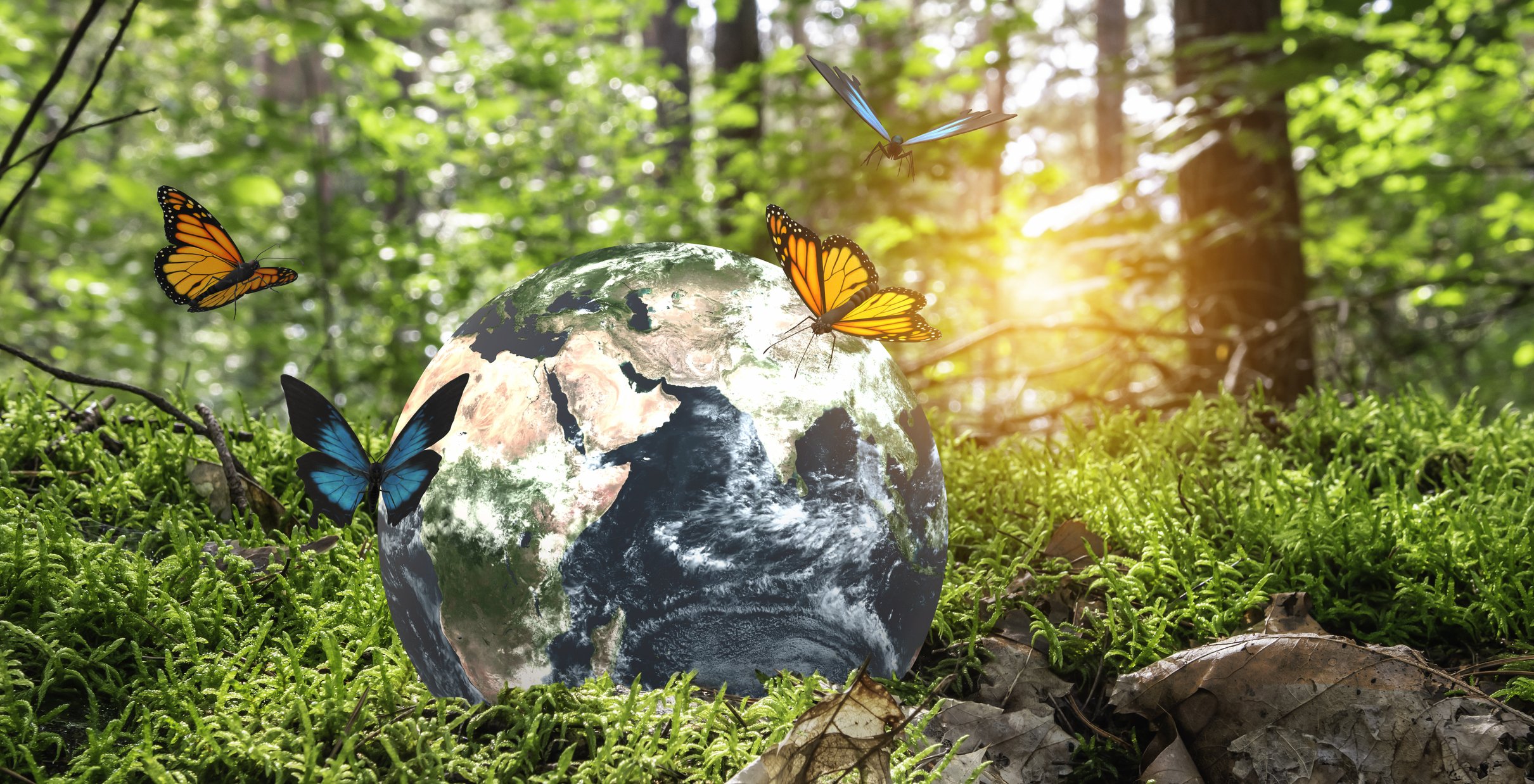 Embracing Transformation: Introducing the Flower of Life Foundation