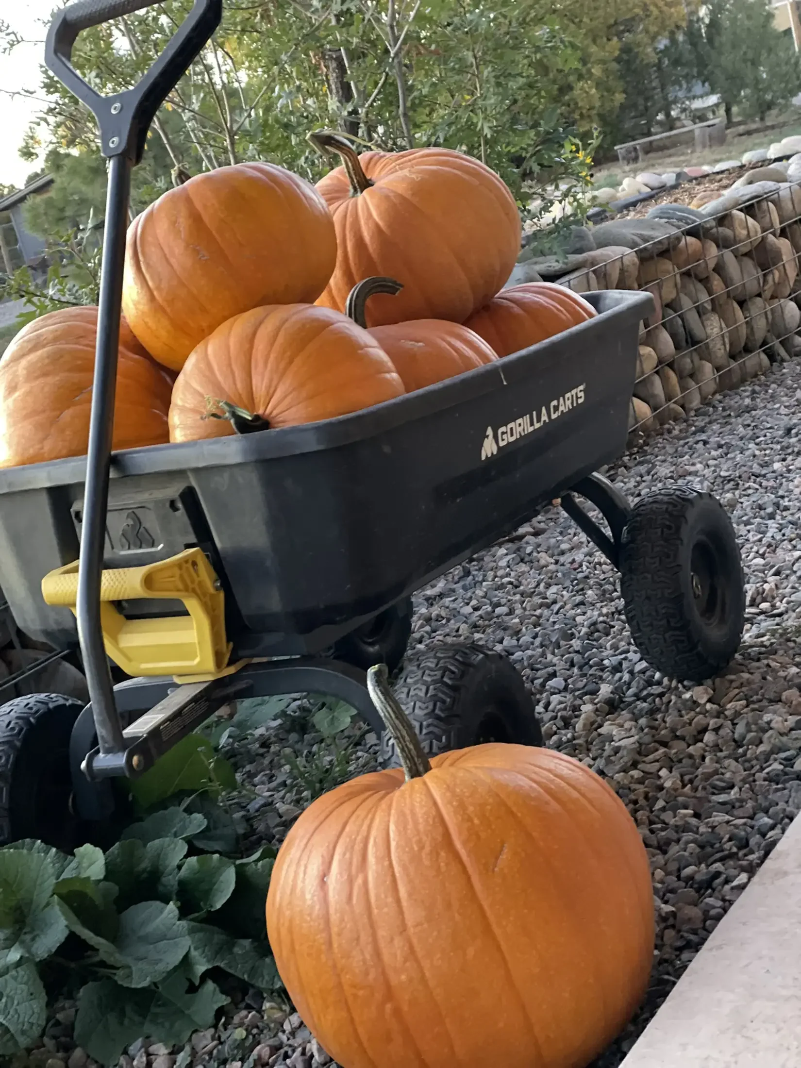 Four large orange pumpkins in a black wagon with a yellow handle, on a gravel surface, in a garden with green plants and a stone border in the background.