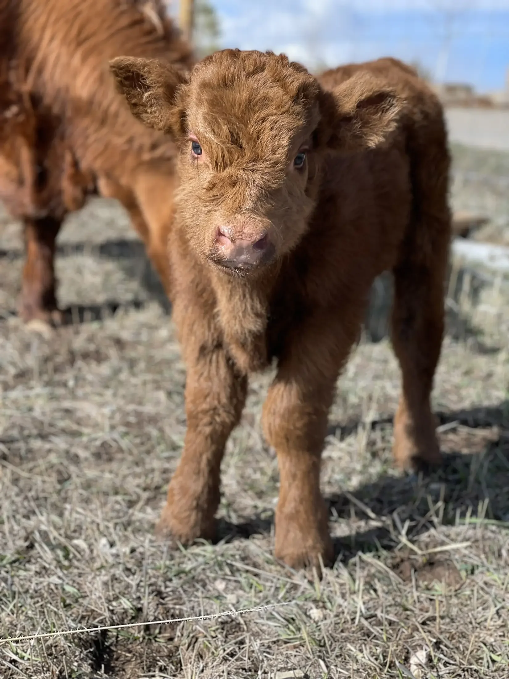 Close-up of two brown baby calves standing on dry grass outdoors.