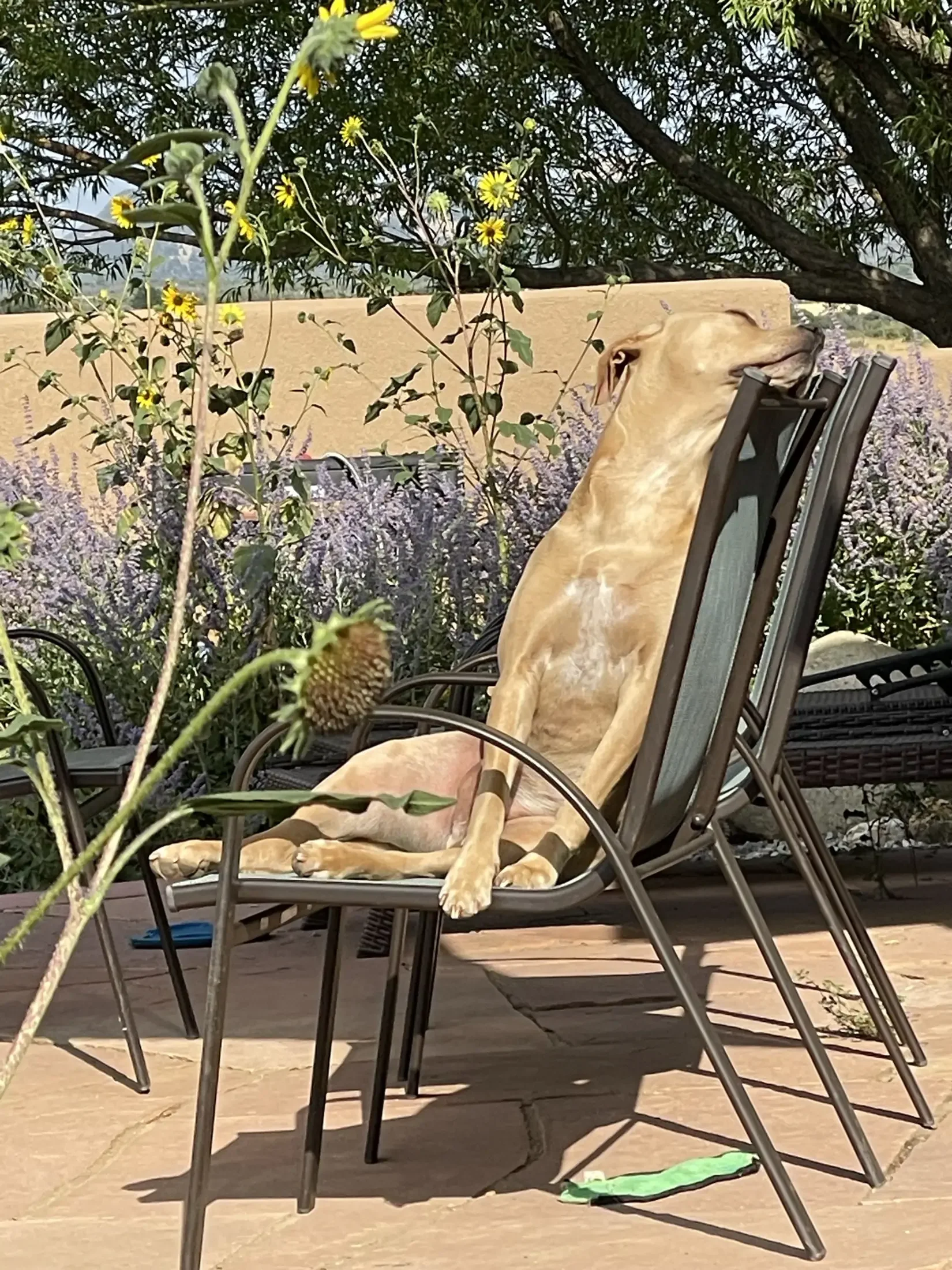 A tan dog relaxing on a lounge chair underneath a tree, with yellow flowers and purple plants in the surrounding garden.